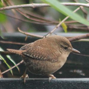 European Wren