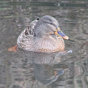 Mallard