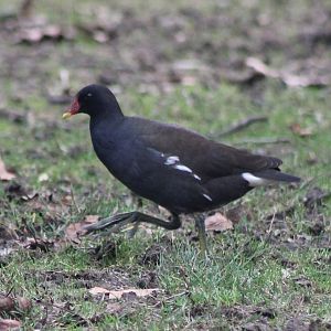IMG_0992 European Moorhen