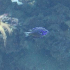 Damselfish ID
