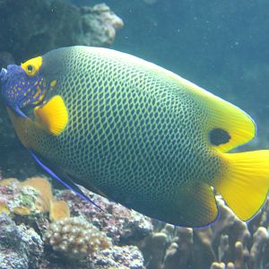 Yellow-masked angelfish