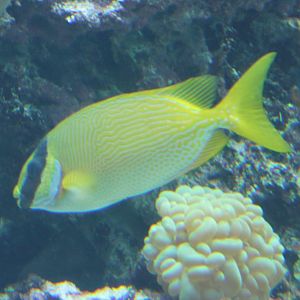 Masked rabbitfish - Siganus puellus