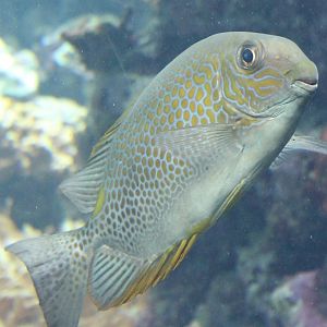 Gold-lined spinefood - Siganus guttatus