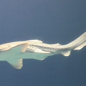 Zebra shark