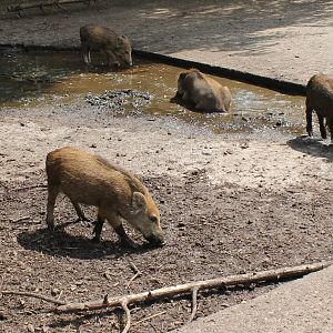 Young Wild boars