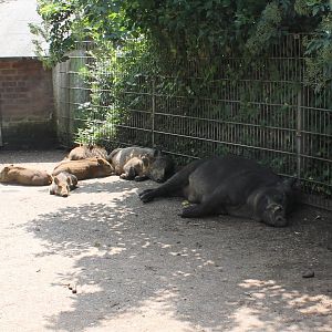 Sleeping Wild boars