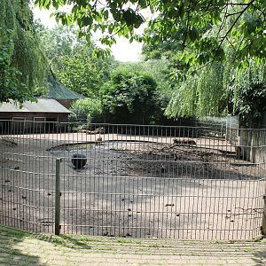 Wild boar Enclosure