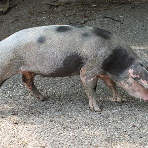 Swine-breed