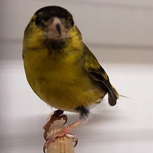 European siskin