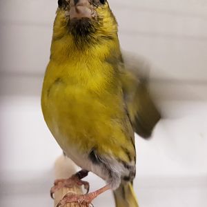 European siskin