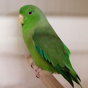Green-rumped parrotlet - male
