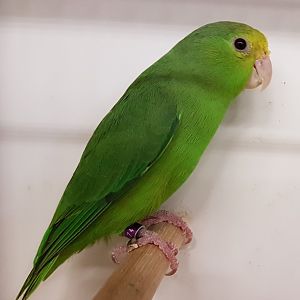Green-rumped parrotlet - female