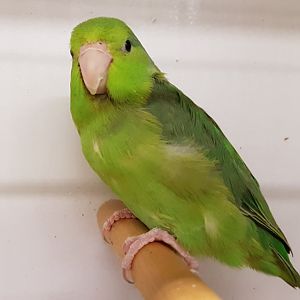 Pacific parrotlet - female