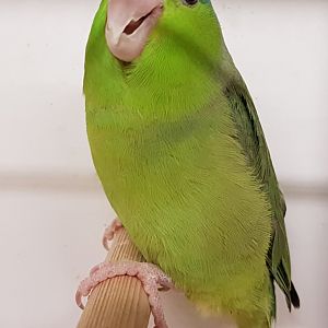 Pacific parrotlet - female
