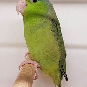 Pacific parrotlet - female