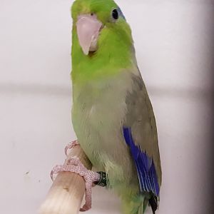 Pacific parrotlet - male