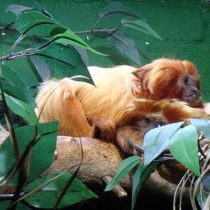Golden lion tamarins