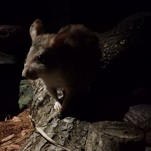 Malagasy giant jumping rat