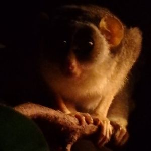 Grey slender loris