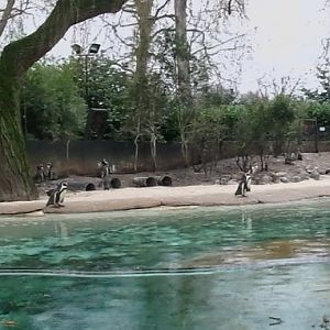 Penguin beach panoramic