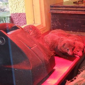 Dwarf mongooses