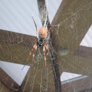 Golden silk orb weaver