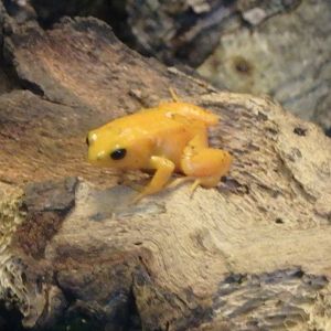 Golden mantella frog