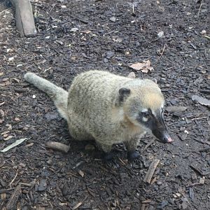 Ring-tailed coati