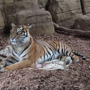 Sumatran tigress