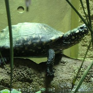Black spotted turtle
