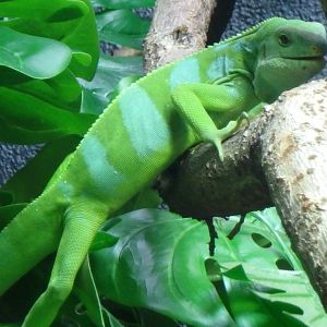 Fijii iguana