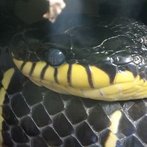 Mangrove snake