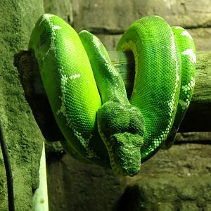 Emerald tree boa