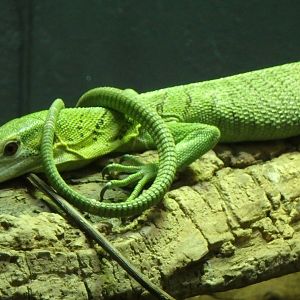 Emerald tree monitor