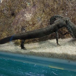 Sardinian brook salamanders