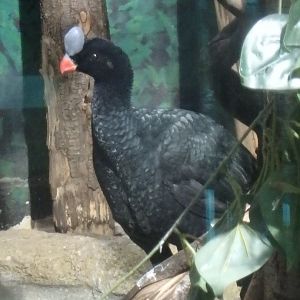 Northern helmeted curassow
