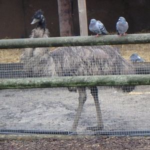 Emu