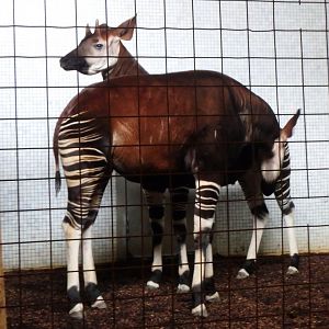 Okapi