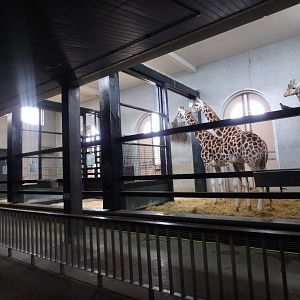 Giraffe House