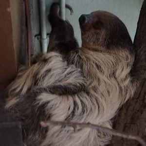 Linne's two-toed sloth