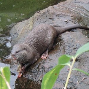Asian small-clawed otter