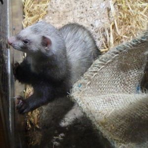Polecat Marten