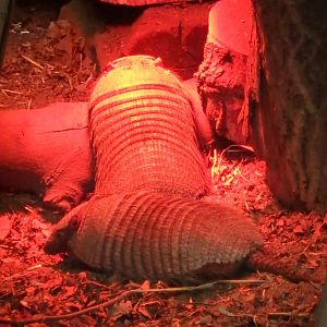 Big hairy armadillos