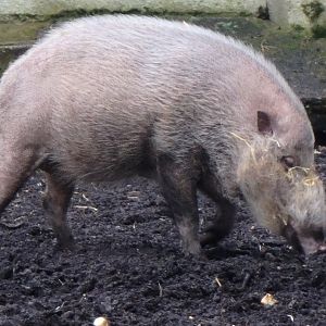 Bearded pig