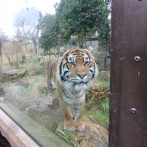 Sumatran tiger