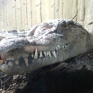 Philippine crocodile