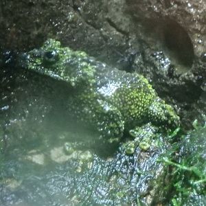 Vietnamese mossy frog