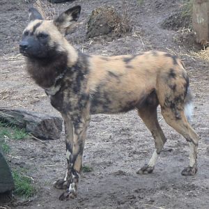 African hunting dog