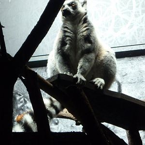 Ring-tailed lemur