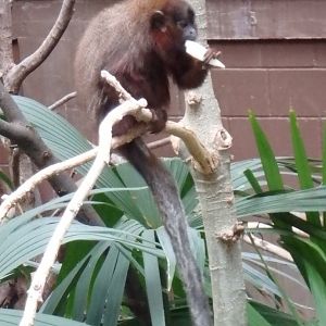 Red titi monkey